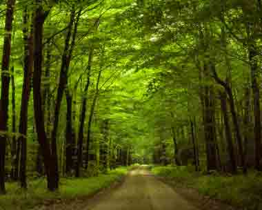 Bosque Forestales