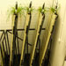 Investigating-root-growth-page-graphic_laboratorio.jpg